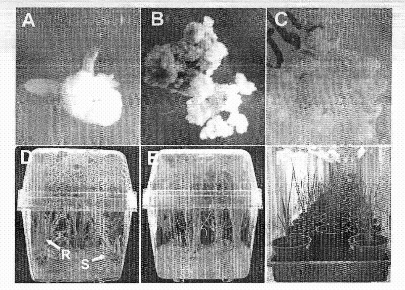 Rapid and high-efficiency transgenic method for indica rice