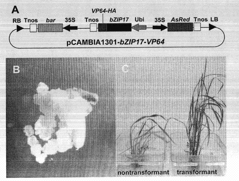 Rapid and high-efficiency transgenic method for indica rice