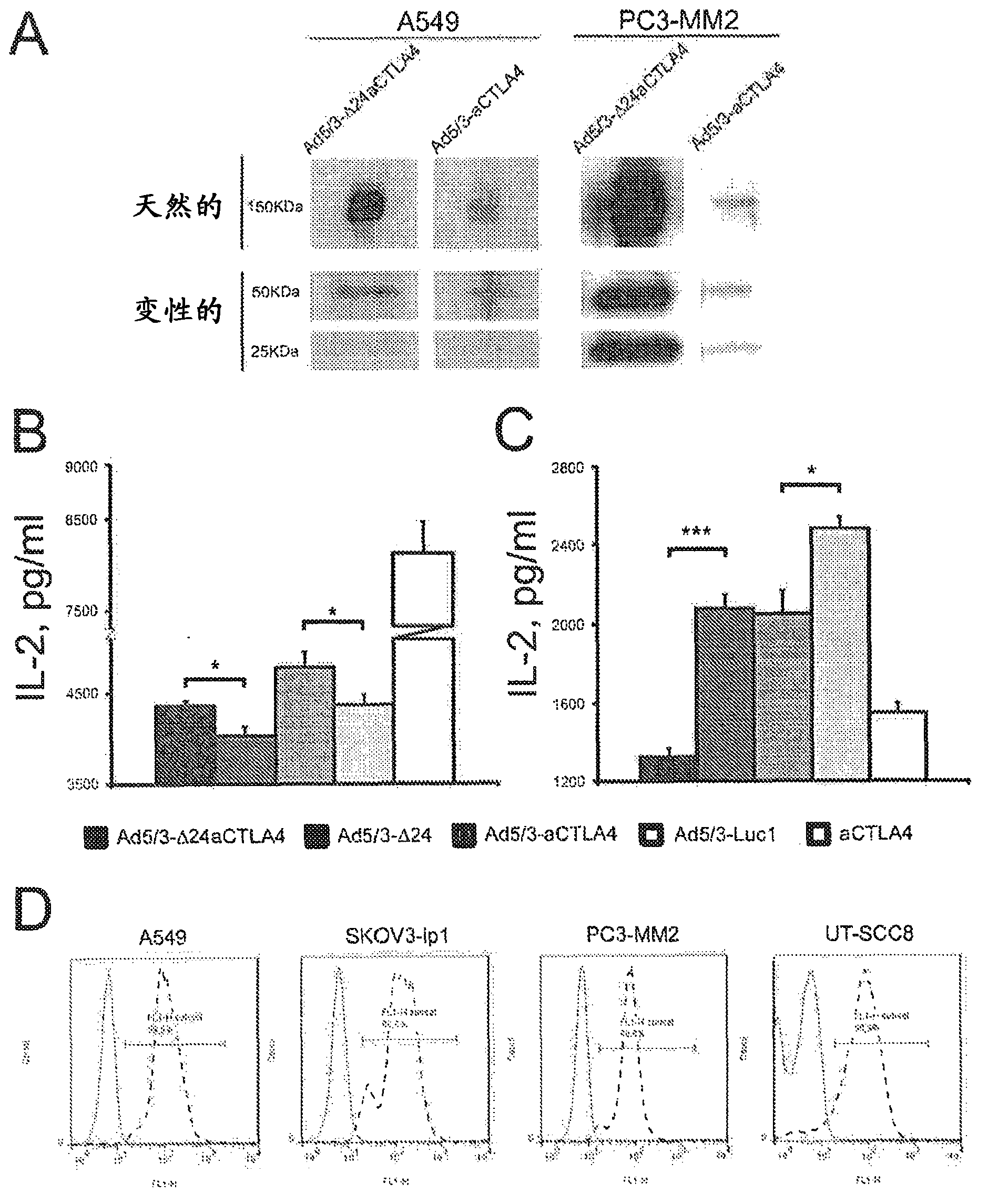 Oncolytic adenoviral vectors coding for monoclonal anti-CTLA-4 antibodies