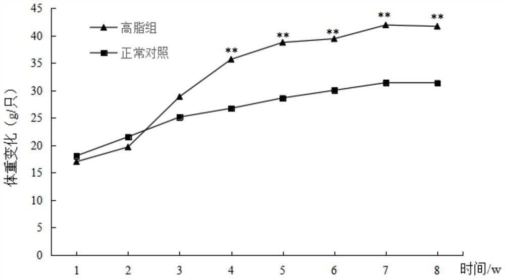 Application of copperleaf herb aqueous extract in preparation of weight-losing and lipid-lowering medicines or weight-losing and lipid-lowering health-care products