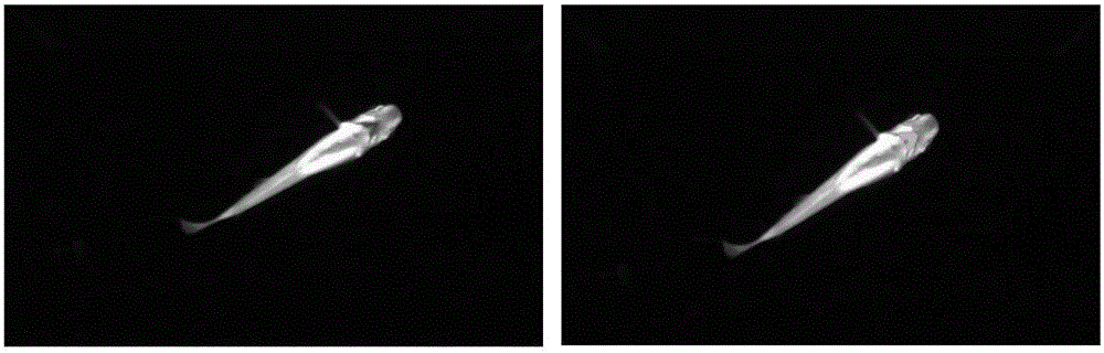 Water quality monitoring method based on computer vision monitoring of vital signs of fins