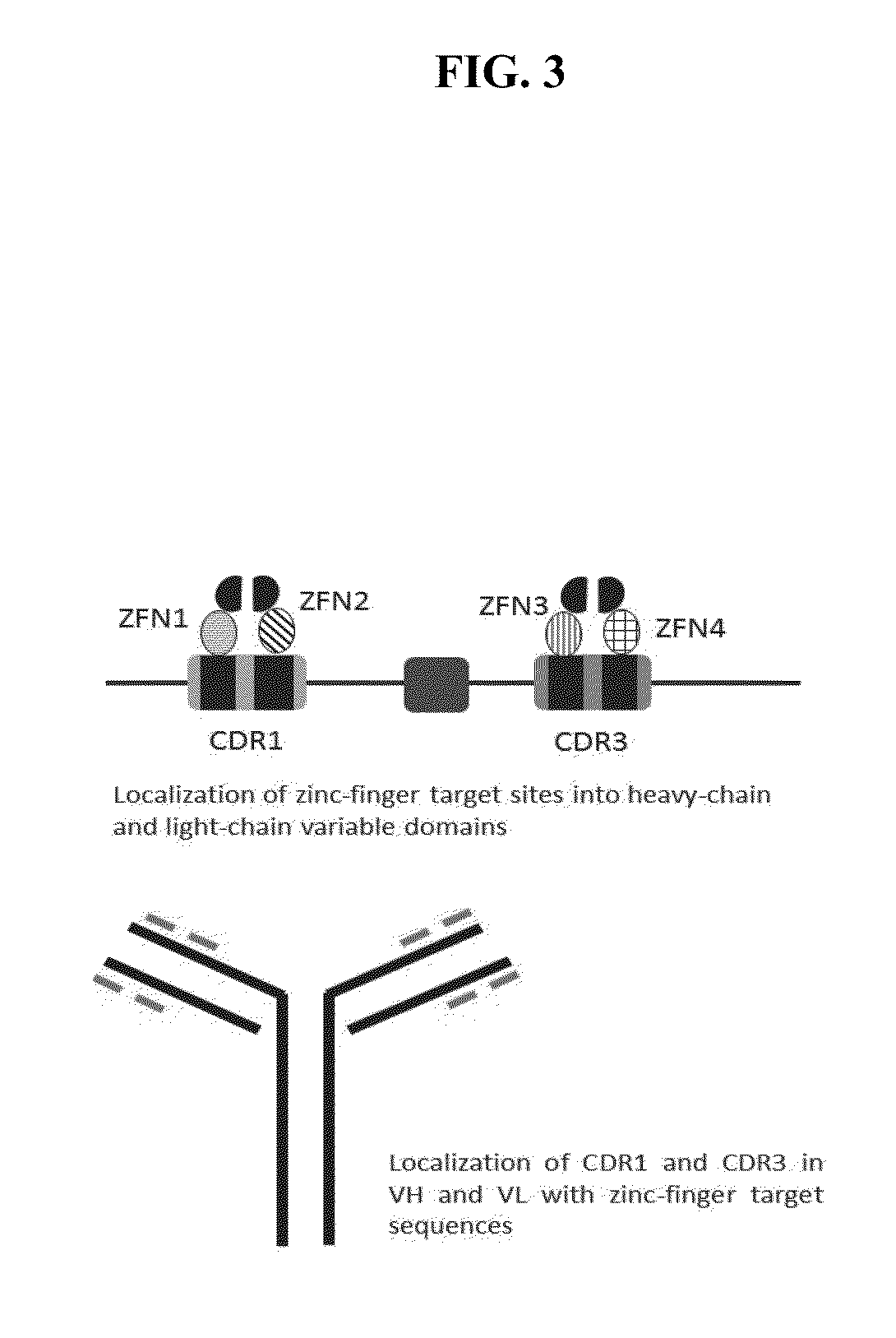 Cell-Based Methods for Coupling Protein Interactions and Binding Molecule Selection and Diversification