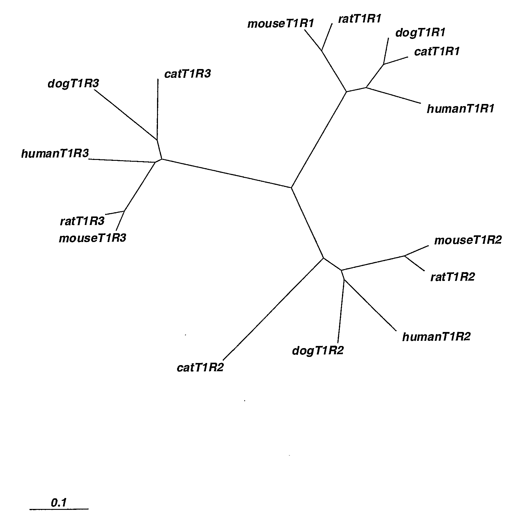 Taste Receptors of the T1r Family from Domestic Dog