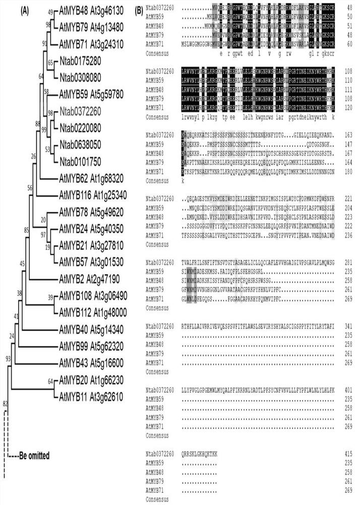 Genes regulating flavonoid synthesis and their encoded proteins and their applications