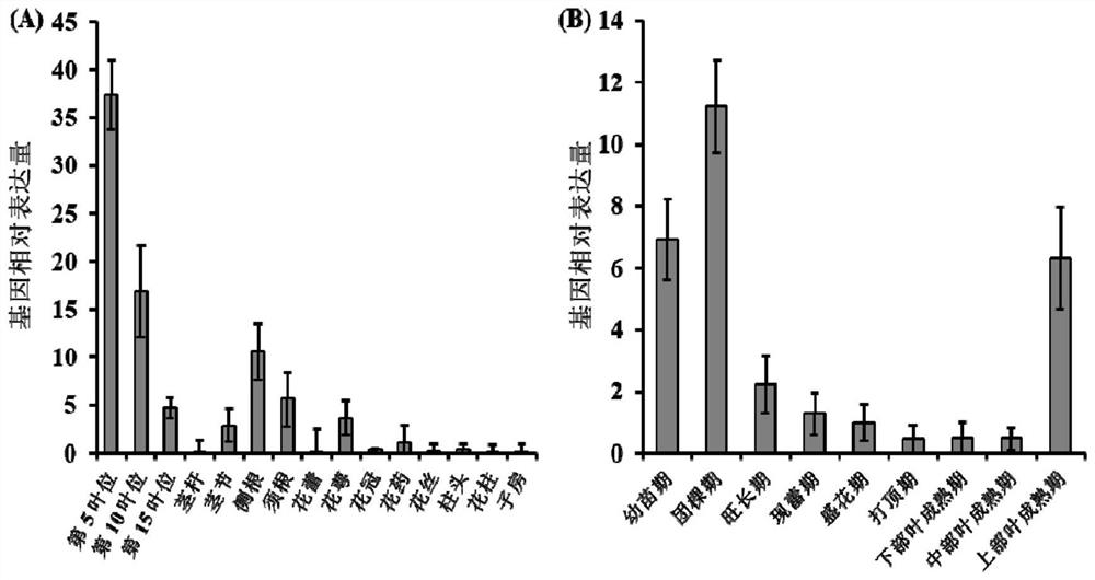 Genes regulating flavonoid synthesis and their encoded proteins and their applications