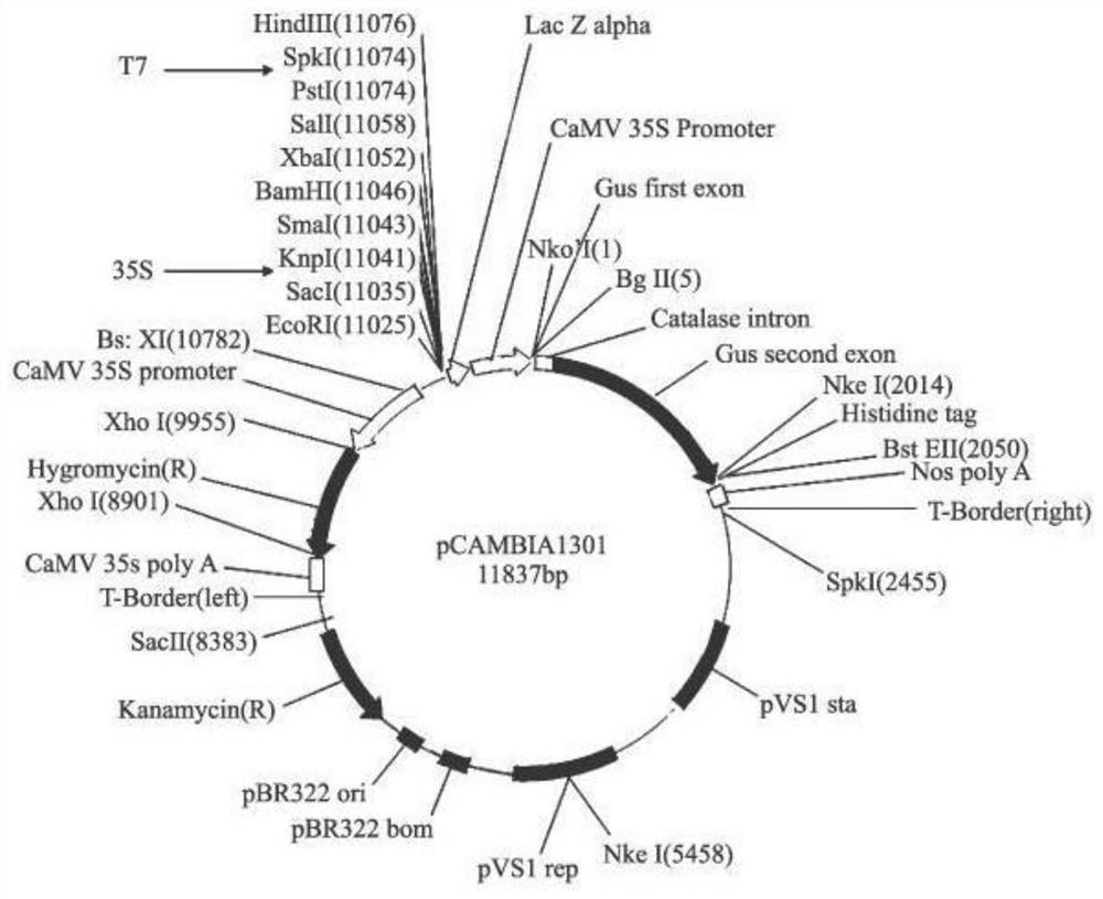 Genes regulating flavonoid synthesis and their encoded proteins and their applications