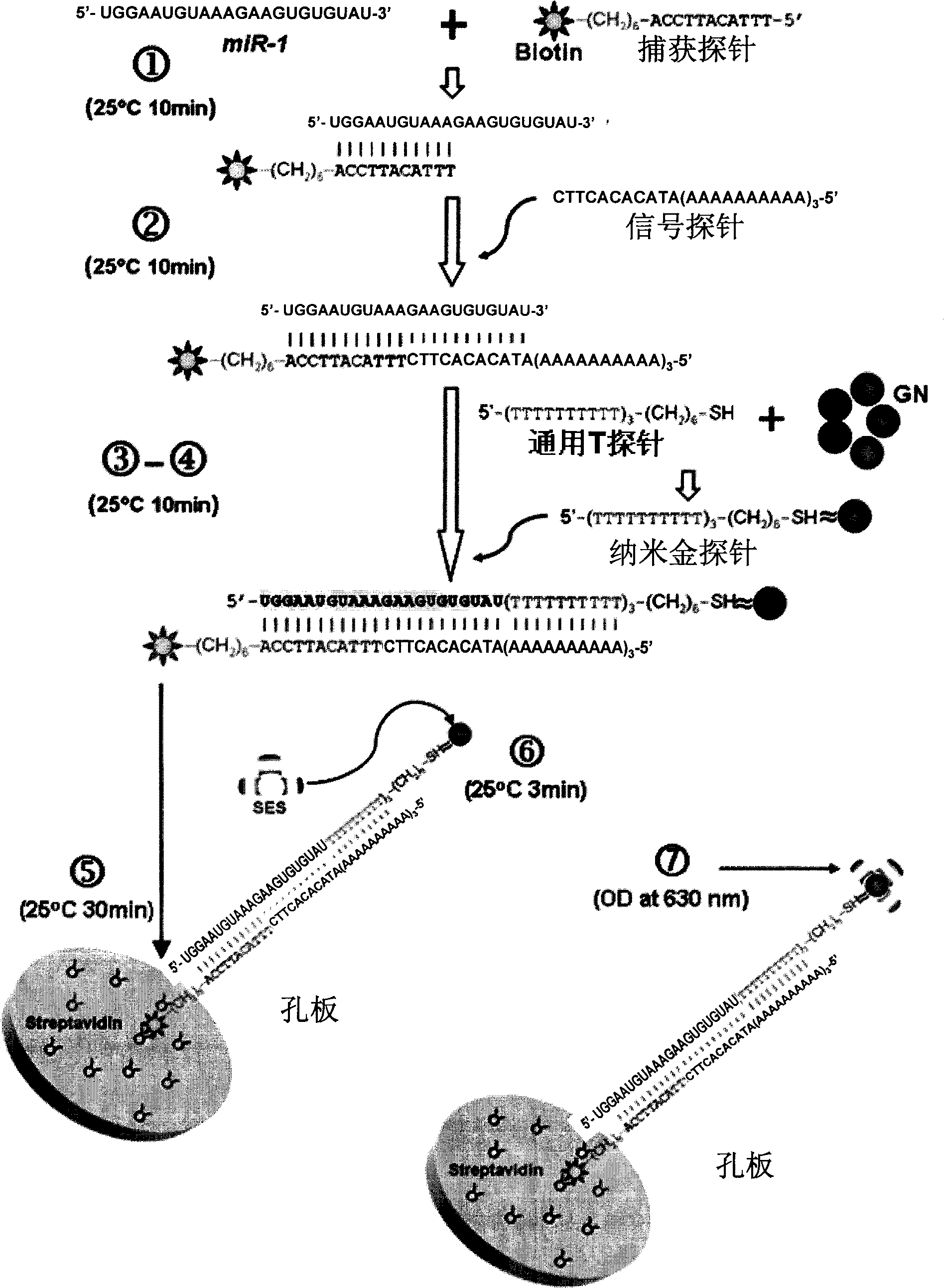 Nucleotide sequence for detecting mircoRNA content in samples and detecting method