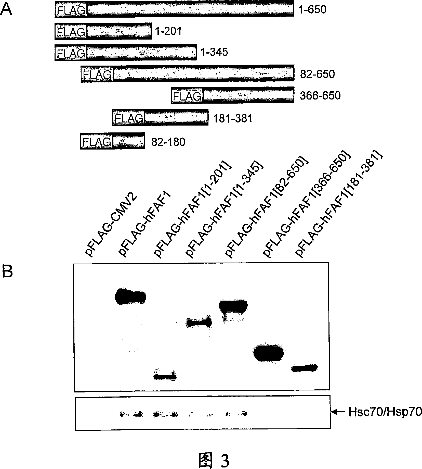 Fas associated factor 1