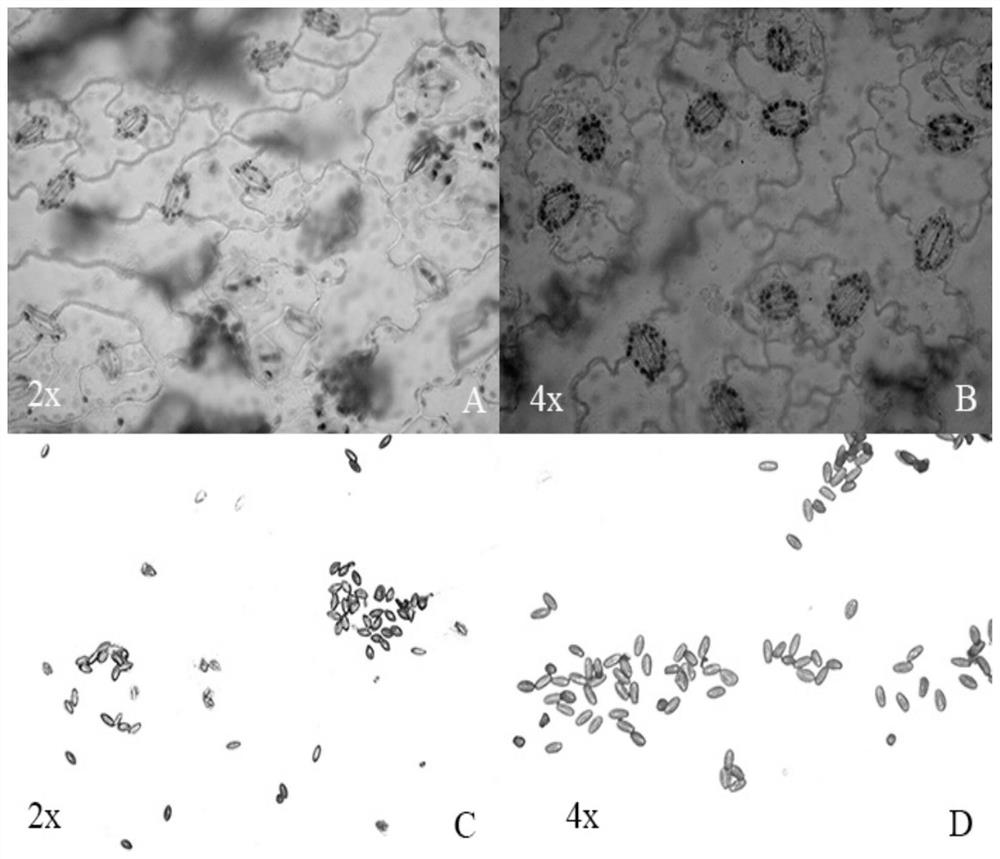 Mutation breeding method for Ta-tsai tetraploid