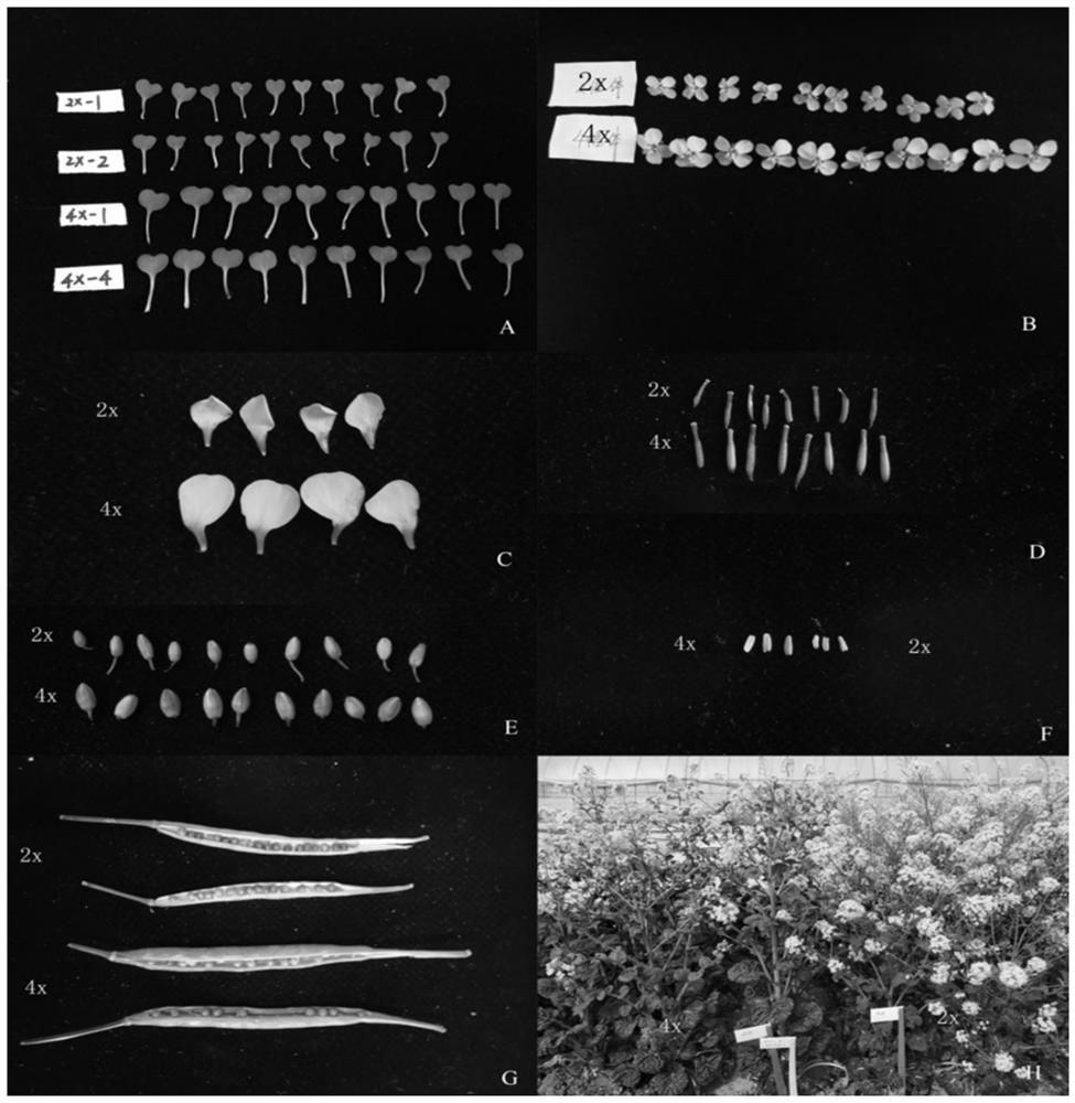 Mutation breeding method for Ta-tsai tetraploid