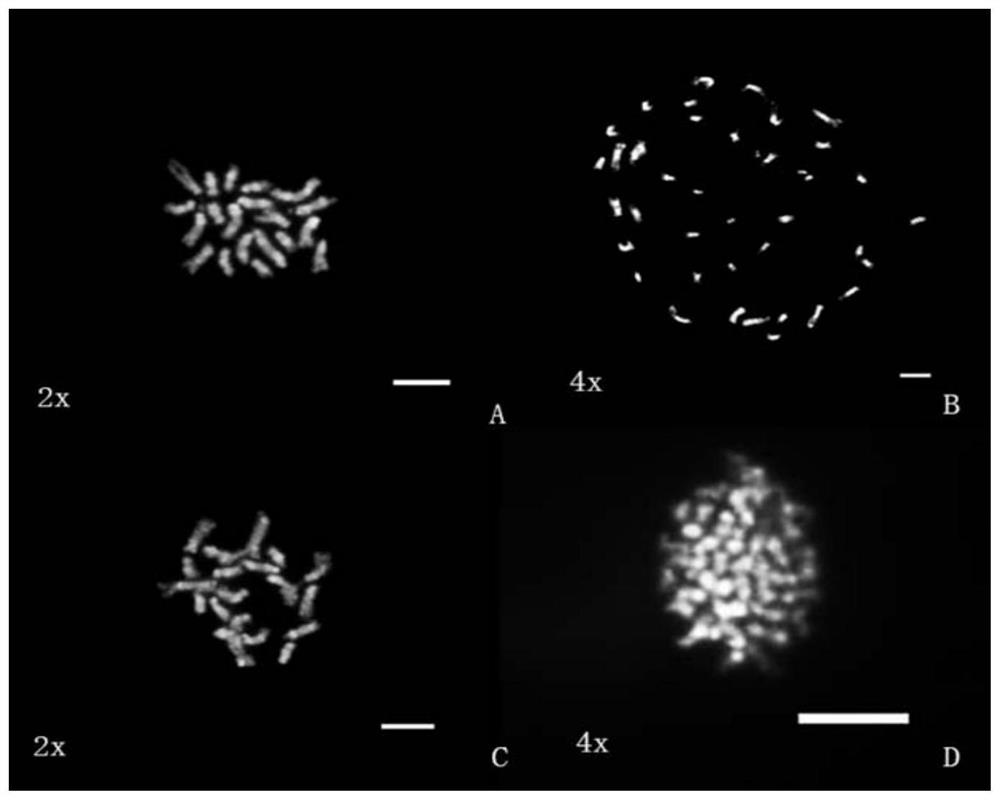 Mutation breeding method for Ta-tsai tetraploid