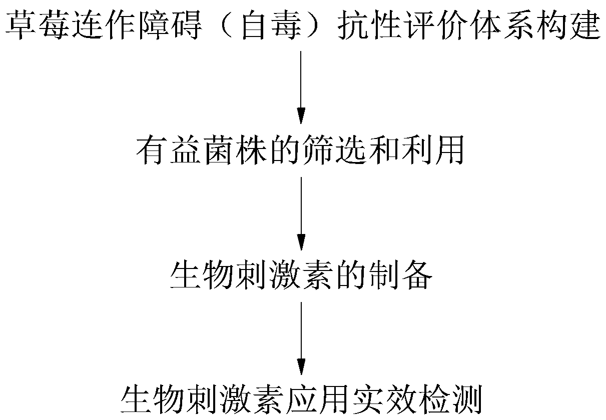 Preparation method and application method of biological stimulin capable of increasing succession cropping obstacle resistance of fragaria ananassa