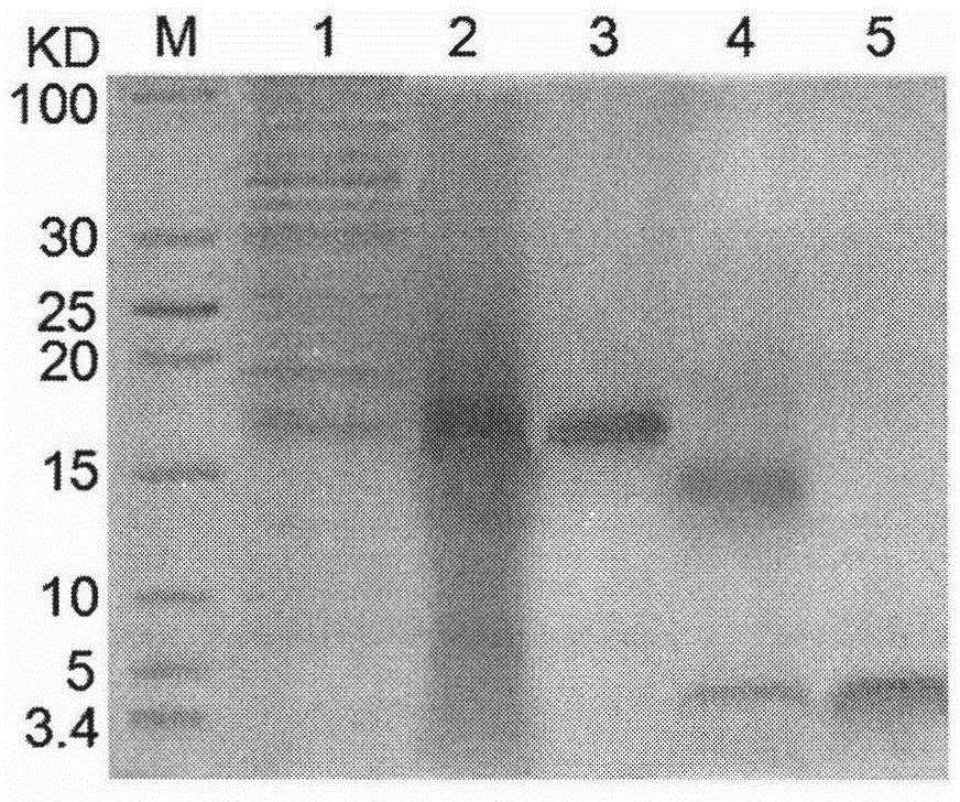 Novel method for preparing recombinant exenatide or derivative thereof