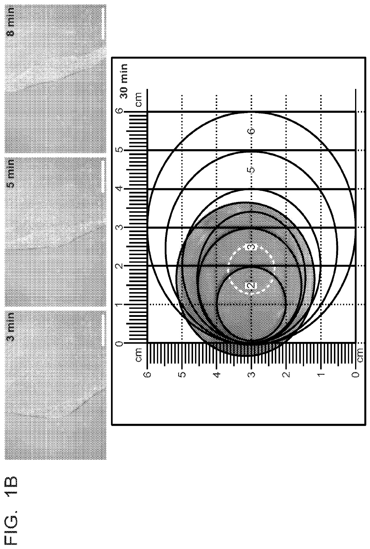 Salivary Gland Cell Sheets and Methods for their Production and Use