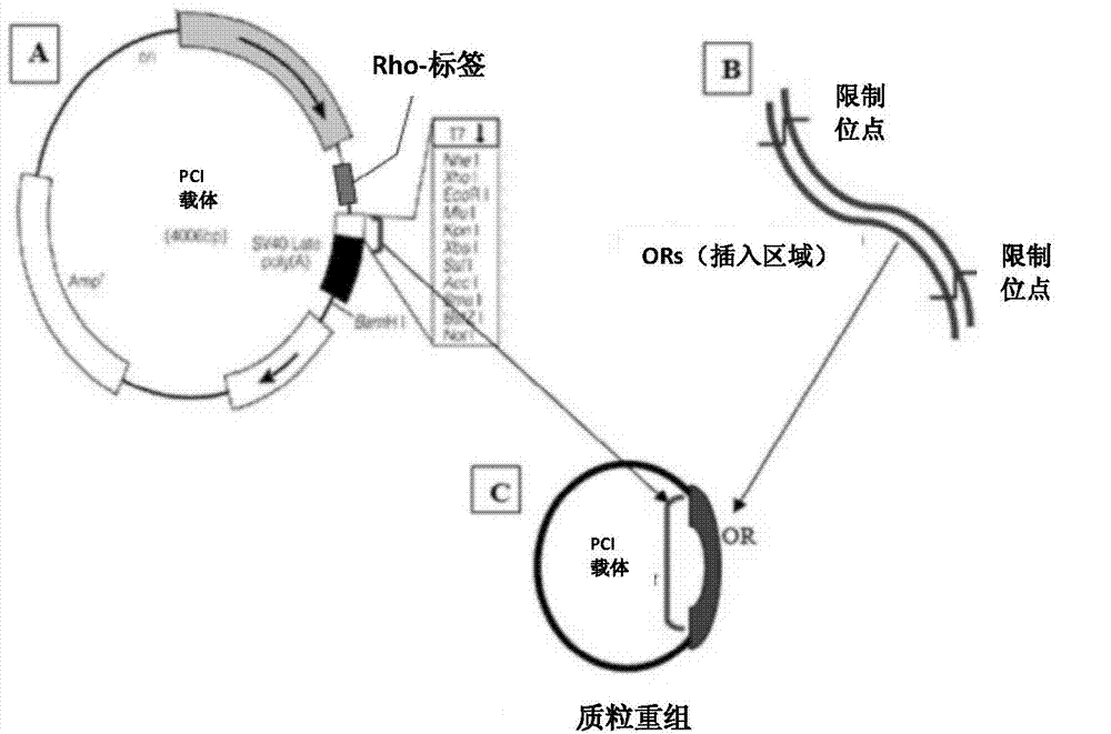 Method For Evaluating The Scent Performance Of Perfumes And Perfume Mixtures