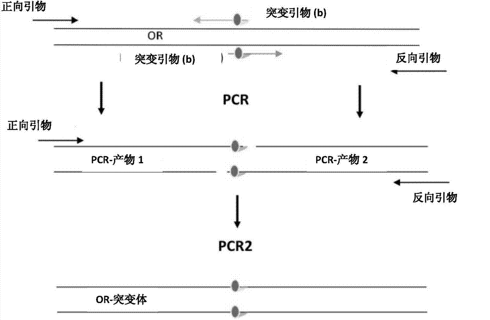 Method For Evaluating The Scent Performance Of Perfumes And Perfume Mixtures