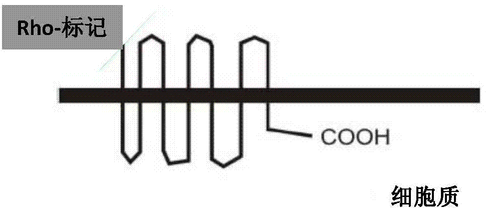 Method For Evaluating The Scent Performance Of Perfumes And Perfume Mixtures