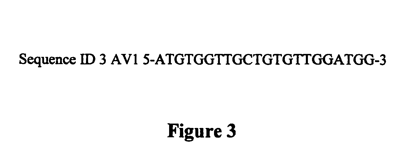 Protocol for detection of Mycobacterium avium subspecies paratuberculosis in blood