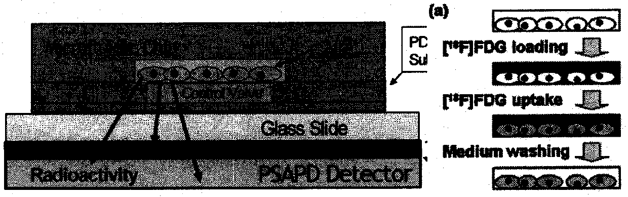 Microfluidic chip imaging system for monitoring cell pharmacokinetics