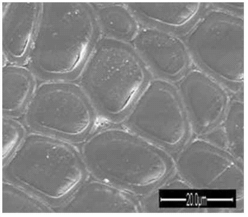 Method for preparing nanometer SiO2 doped wood-organic-inorganic hybrid nanometer composite material