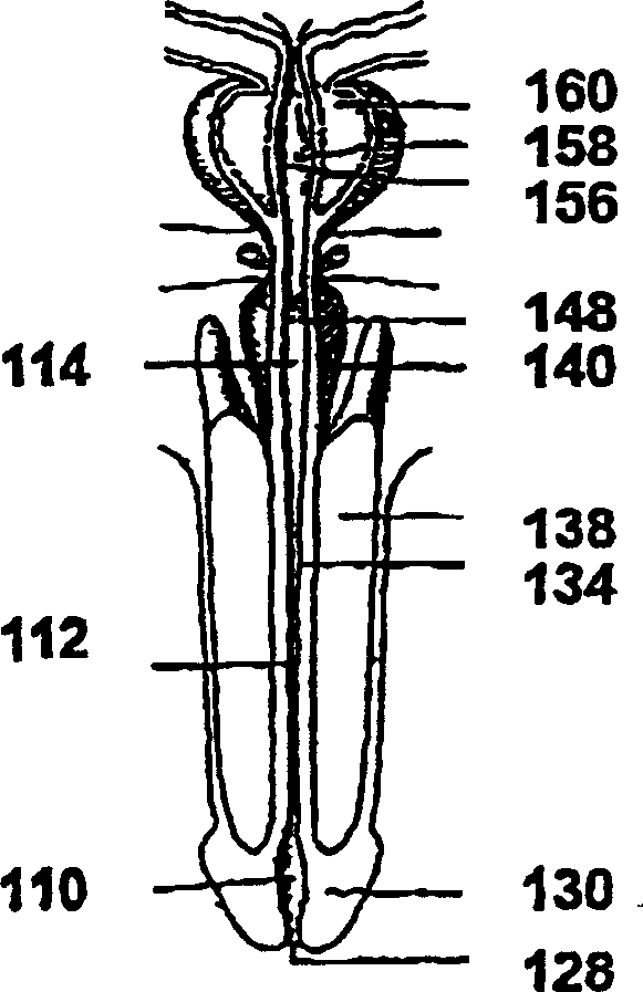 Prostaglandin compositions and method of treatment for male erectile dysfunction