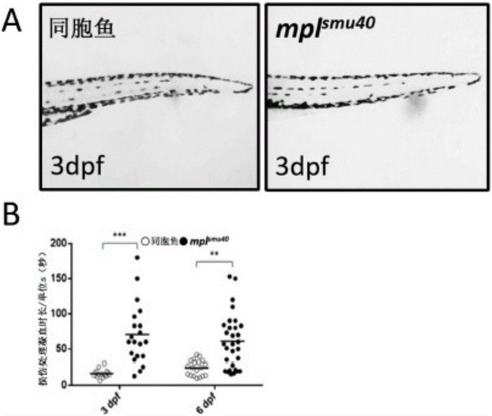 Zebrafish model of thrombocytopenia