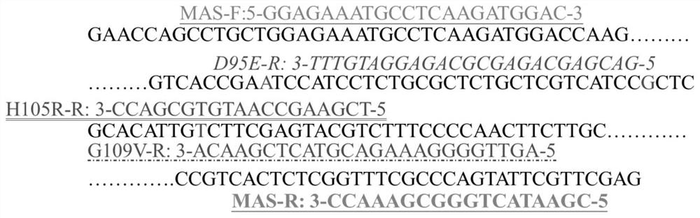 Method for detecting point mutation type of succinate dehydrogenase D subunit of Corynespora cassiicoa and used primer composition