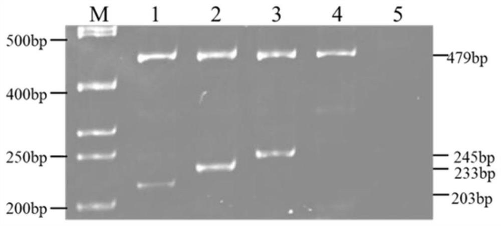 Method for detecting point mutation type of succinate dehydrogenase D subunit of Corynespora cassiicoa and used primer composition