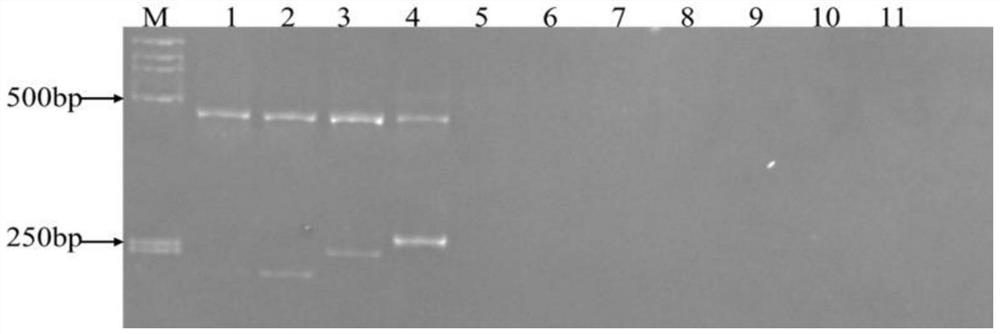 Method for detecting point mutation type of succinate dehydrogenase D subunit of Corynespora cassiicoa and used primer composition