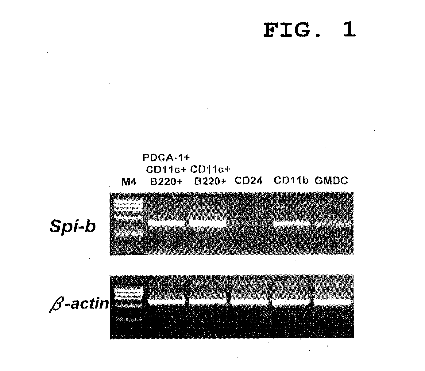 Ifn type-i production inhibitor and method for screening for same