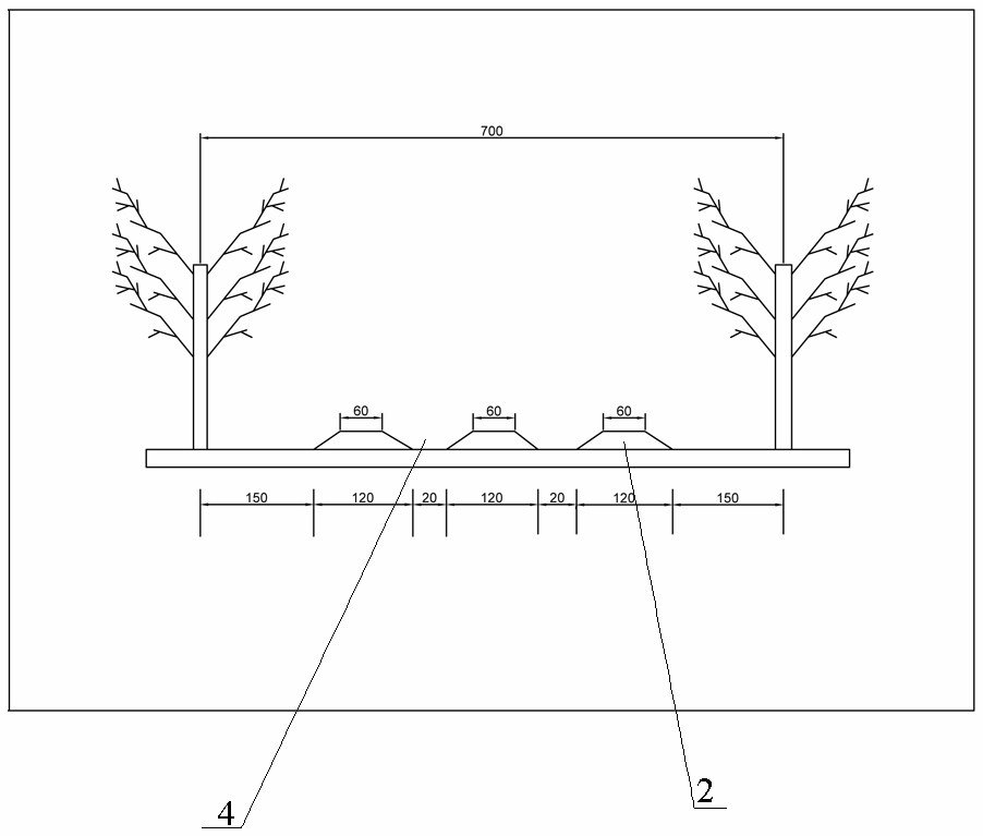 Planting technology for interplanting potatoes and sweet potatoes among young macadamia nuts in subtropical zone