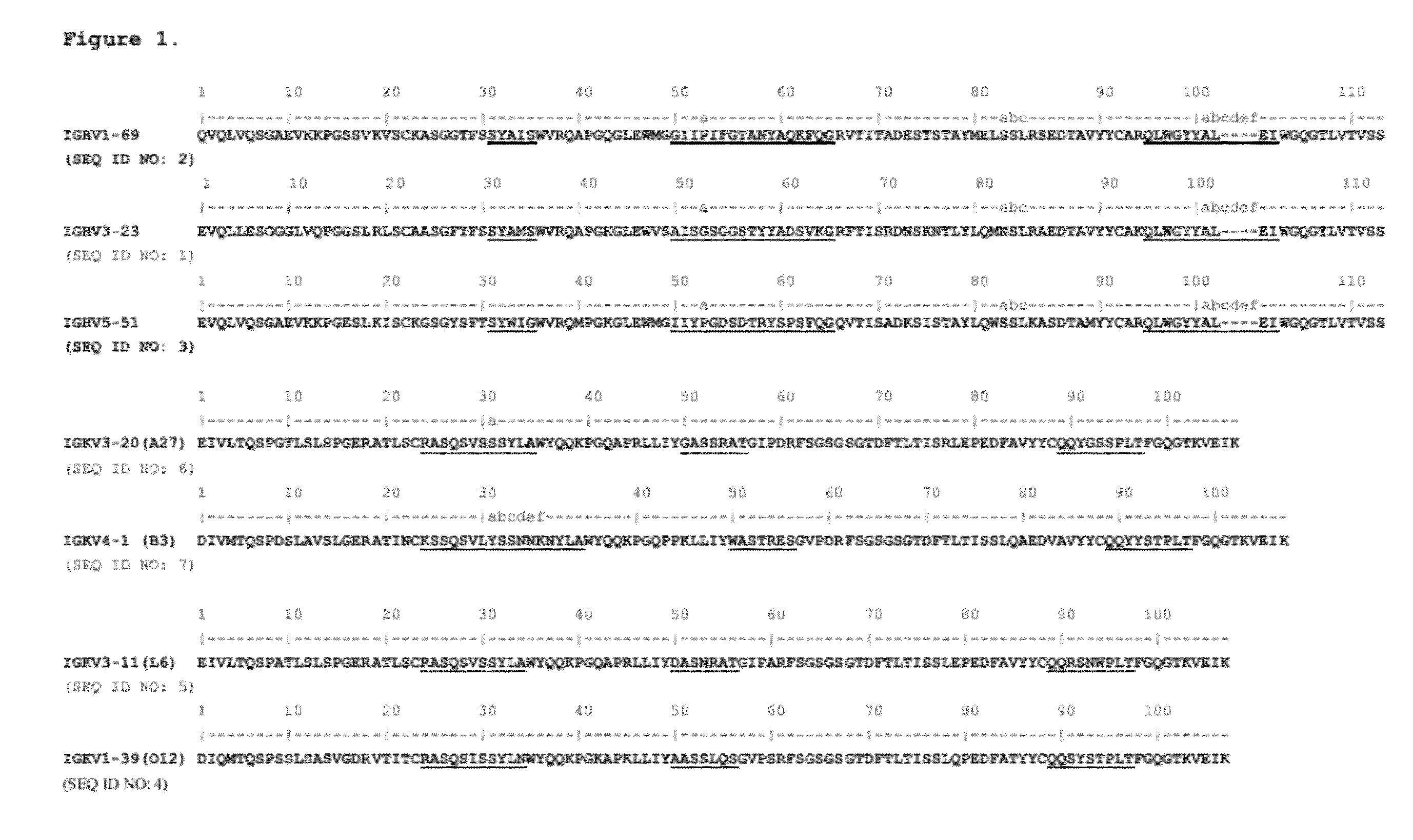 Antibodies Binding Human Collagen II