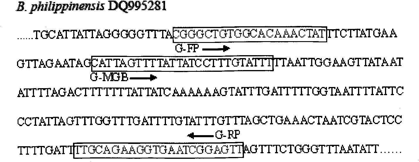 Real-time fluorescence PCR (Polymerase Chain Reaction) detecting method of Bactrocera philippinensis as well as primer and probe for detection