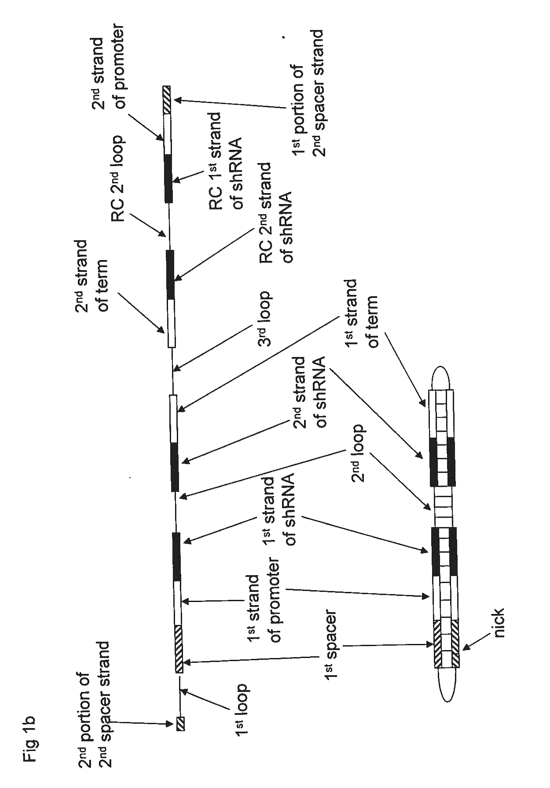 Compositions, Methods, and Systems for SIRNA Delivery