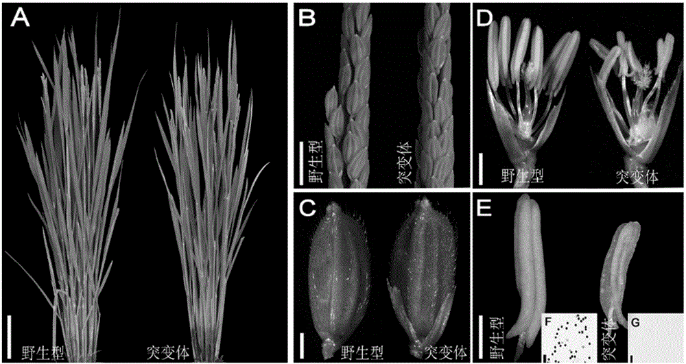 Application of rice reproductive development gene MMD2 and method for restoring male sterility of rice