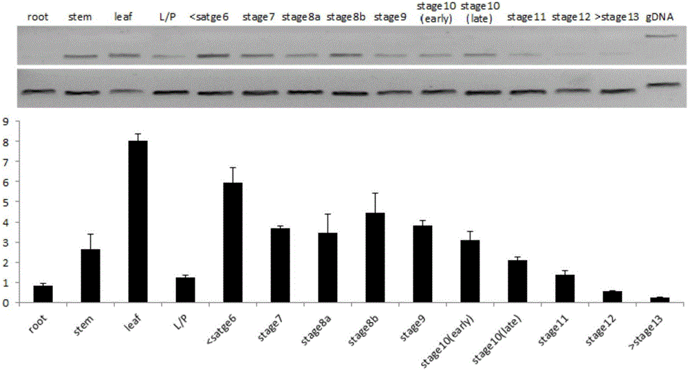 Application of rice reproductive development gene MMD2 and method for restoring male sterility of rice