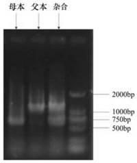 Rice blast disease resisting gene Pi1 tightly interlocked molecular marker R112865-1 and application thereof