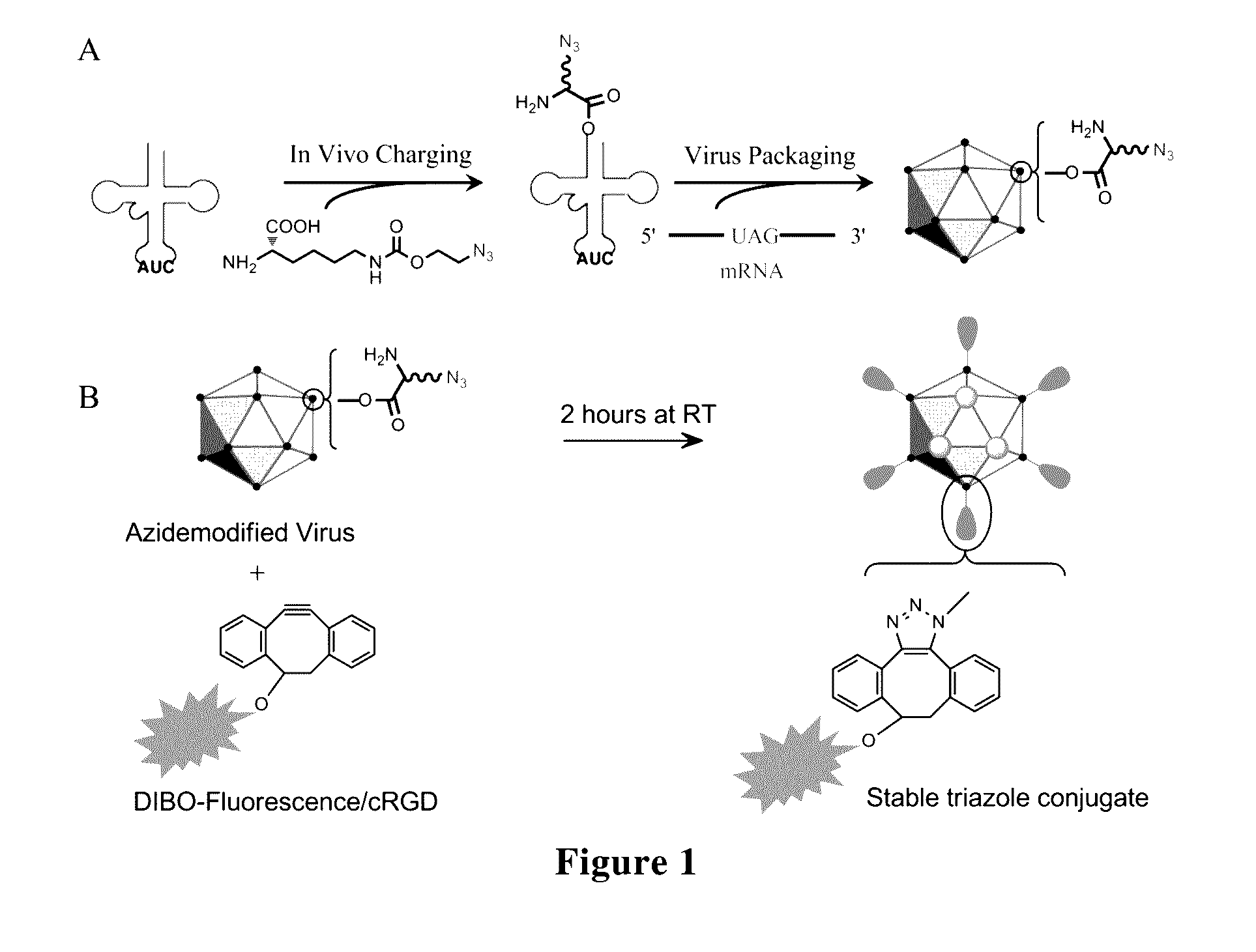 Adeno-Associated Virus with Site-Directed Mutagenesis and Site-Directed Modification and Preparation Method and Application Thereof