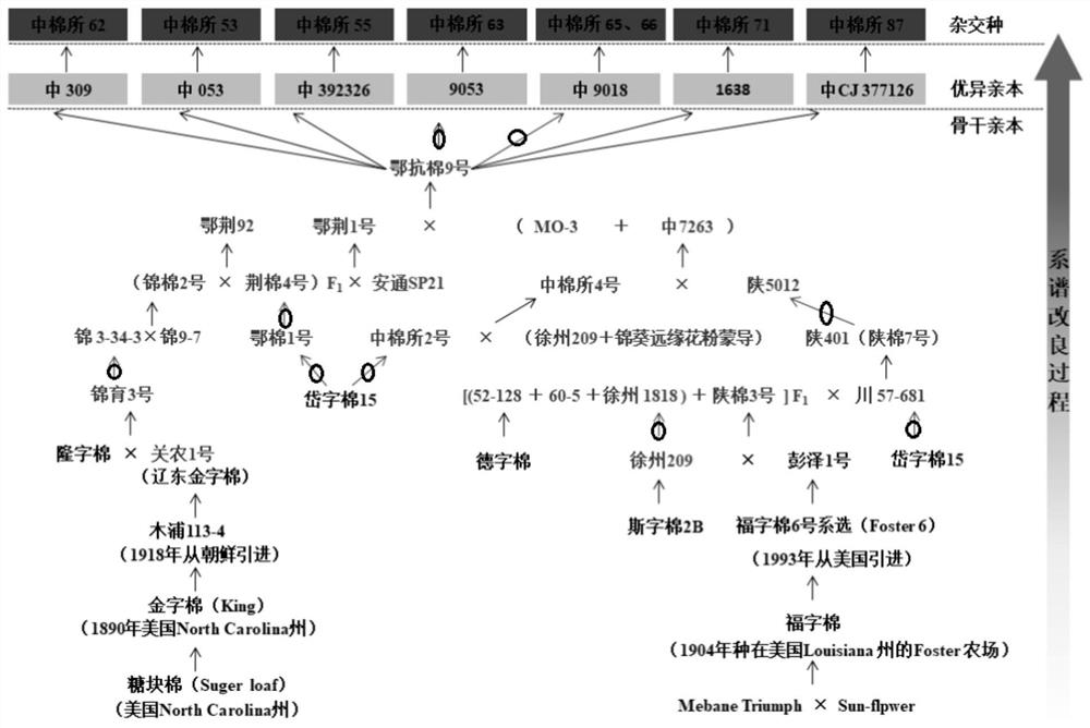 SNP markers for improving cotton coat content and identification and breeding methods for high-yielding cotton