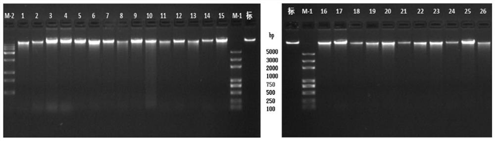 SNP markers for improving cotton coat content and identification and breeding methods for high-yielding cotton