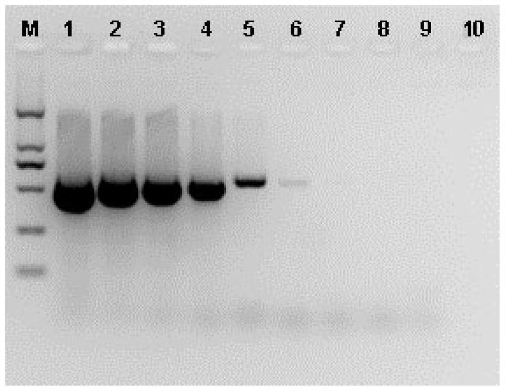 Primer pair for amplifying watermelon latent virus and application thereof