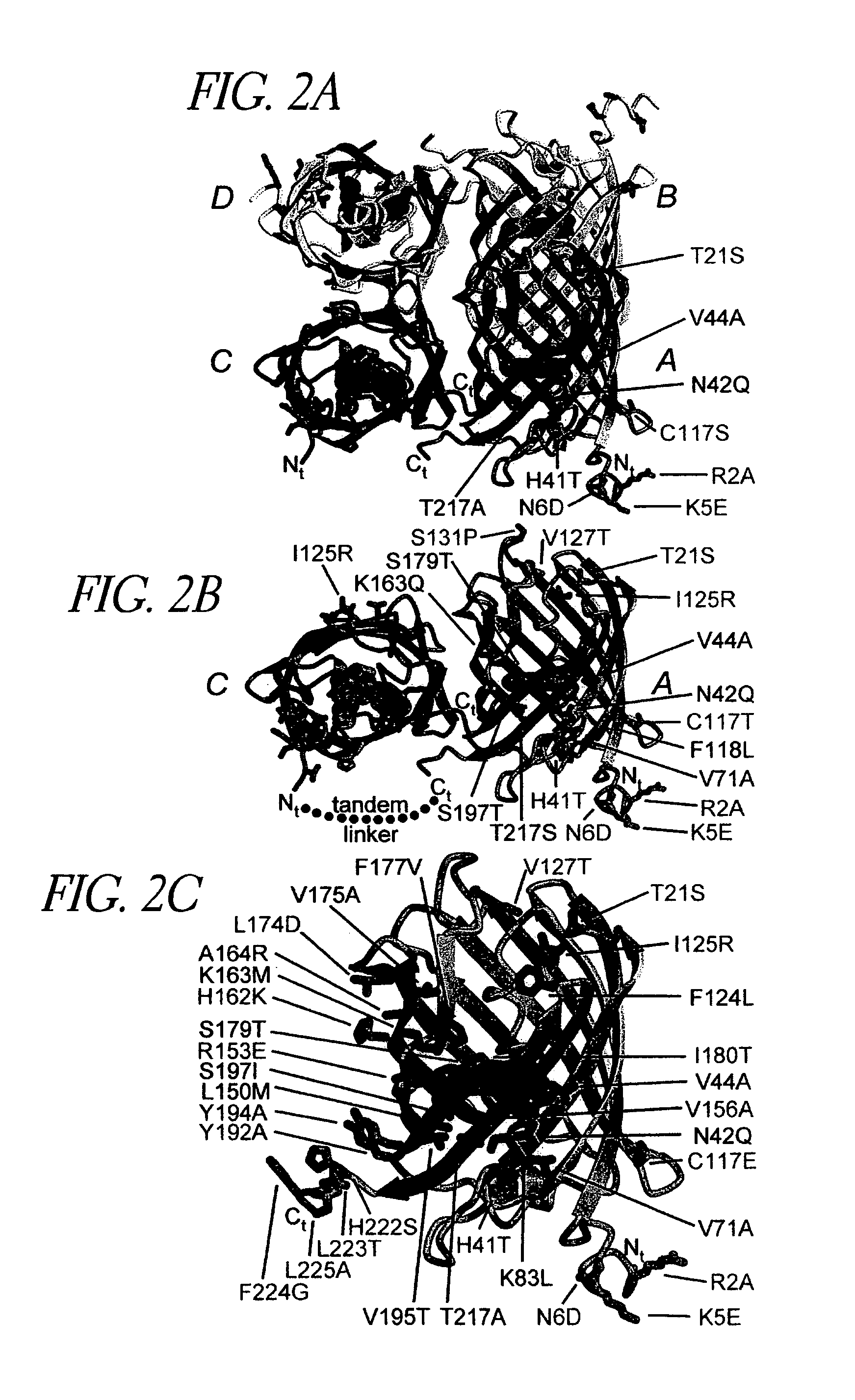 Fluorescent protein variants and methods for making same