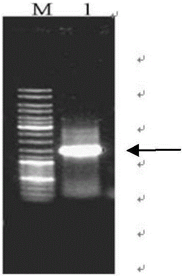 Preparation method of protein UGTCs4