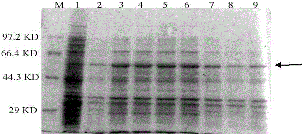 Preparation method of protein UGTCs4