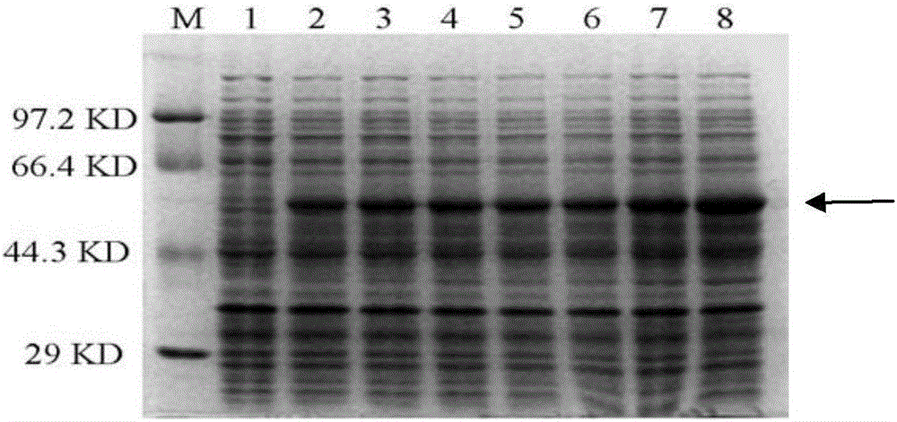 Preparation method of protein UGTCs4