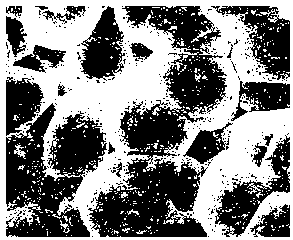 C/SiC coating with pore structure and preparation method thereof