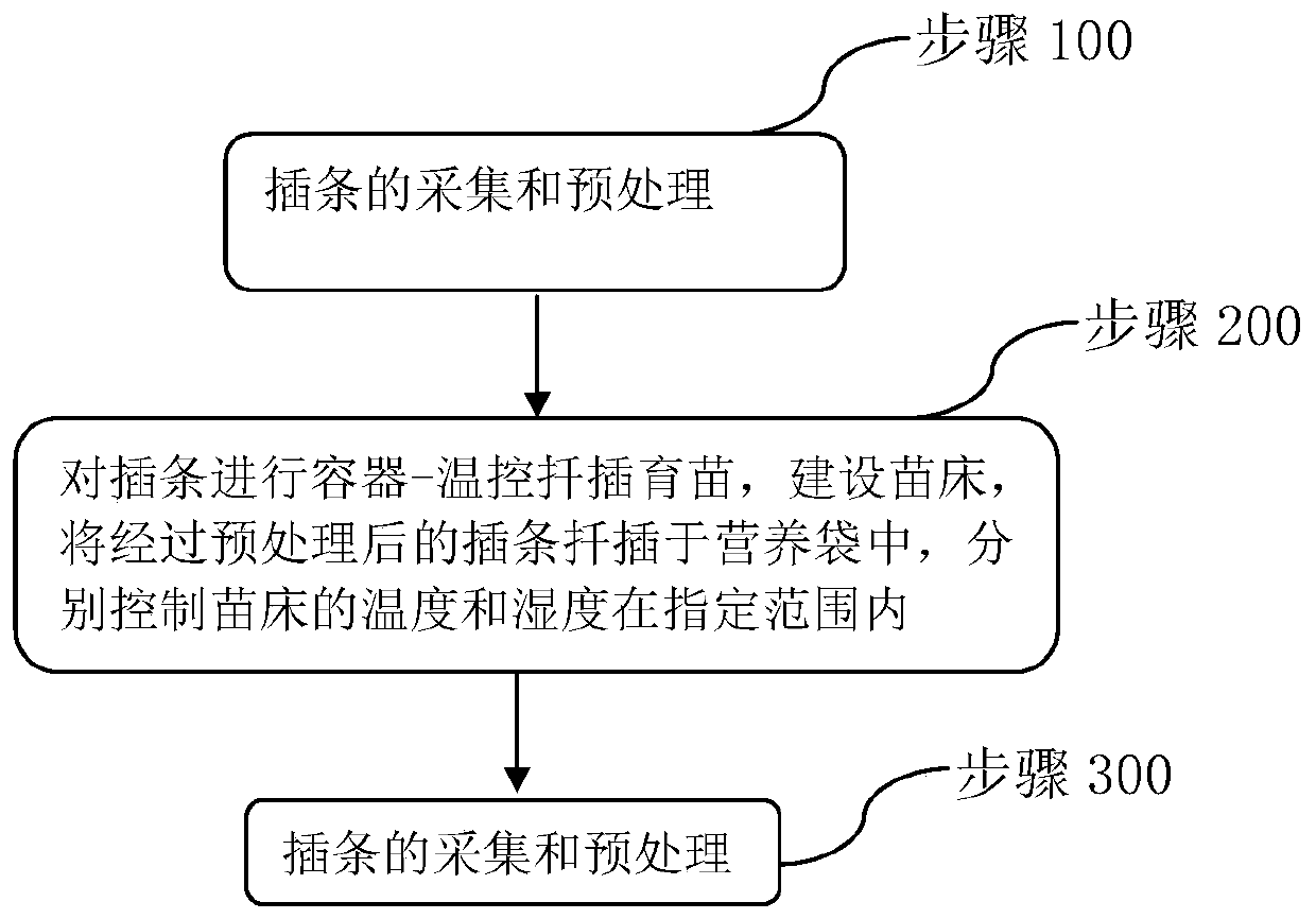 Cuttage rapid propagation method for populus simonii