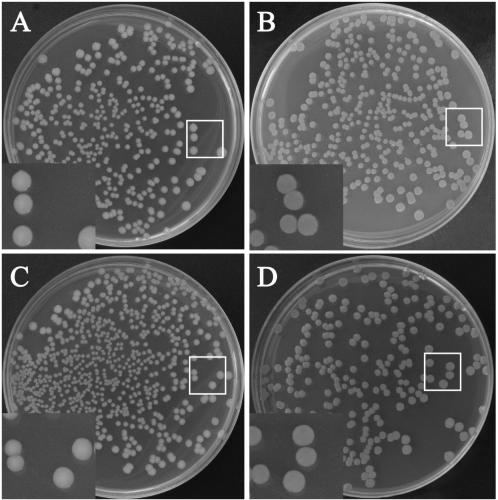 Recombinant Salmonella expressing red fluorescent protein and its construction method