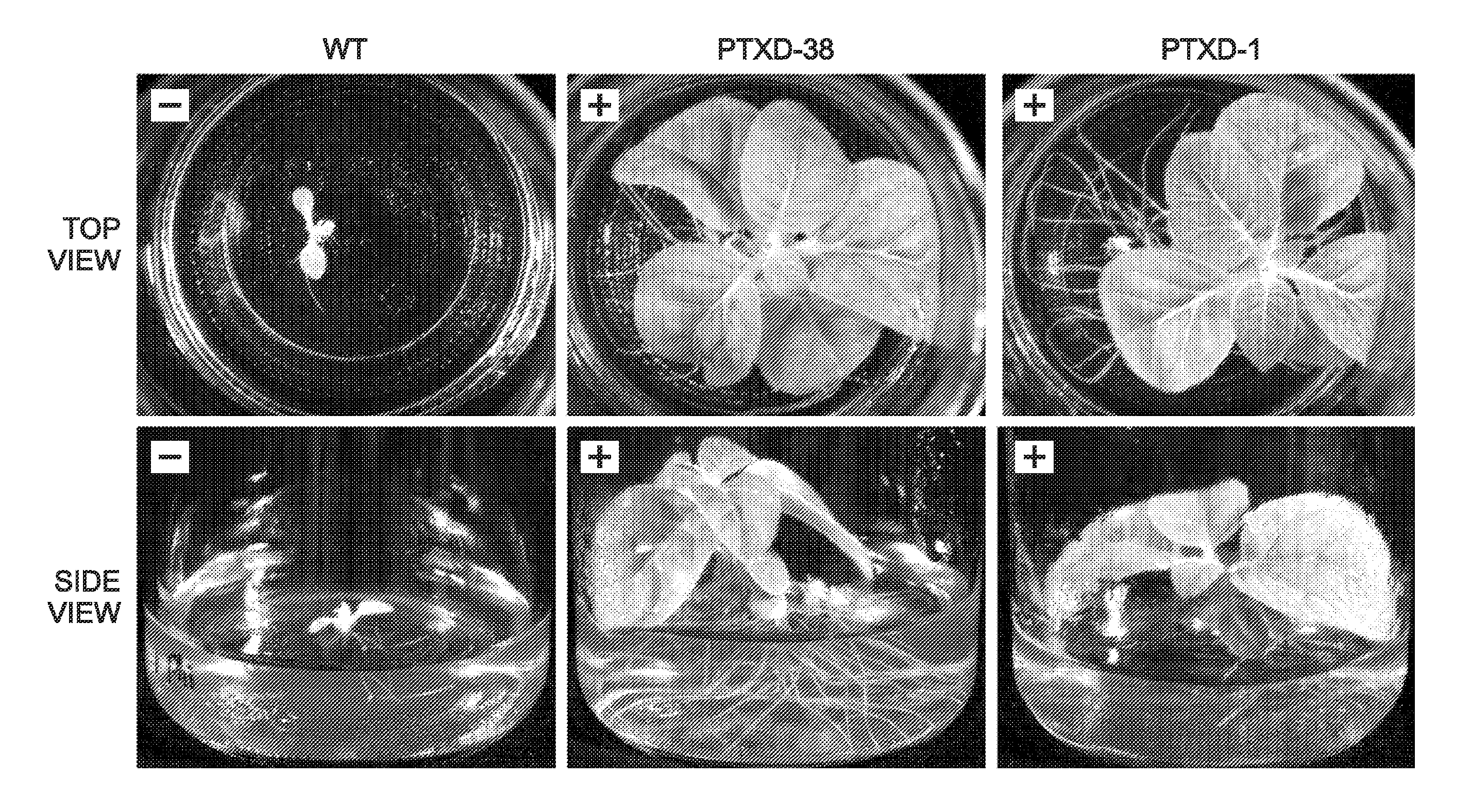 Transgenic plants and fungi capable of metabolizing phosphite as a source of phosphorus