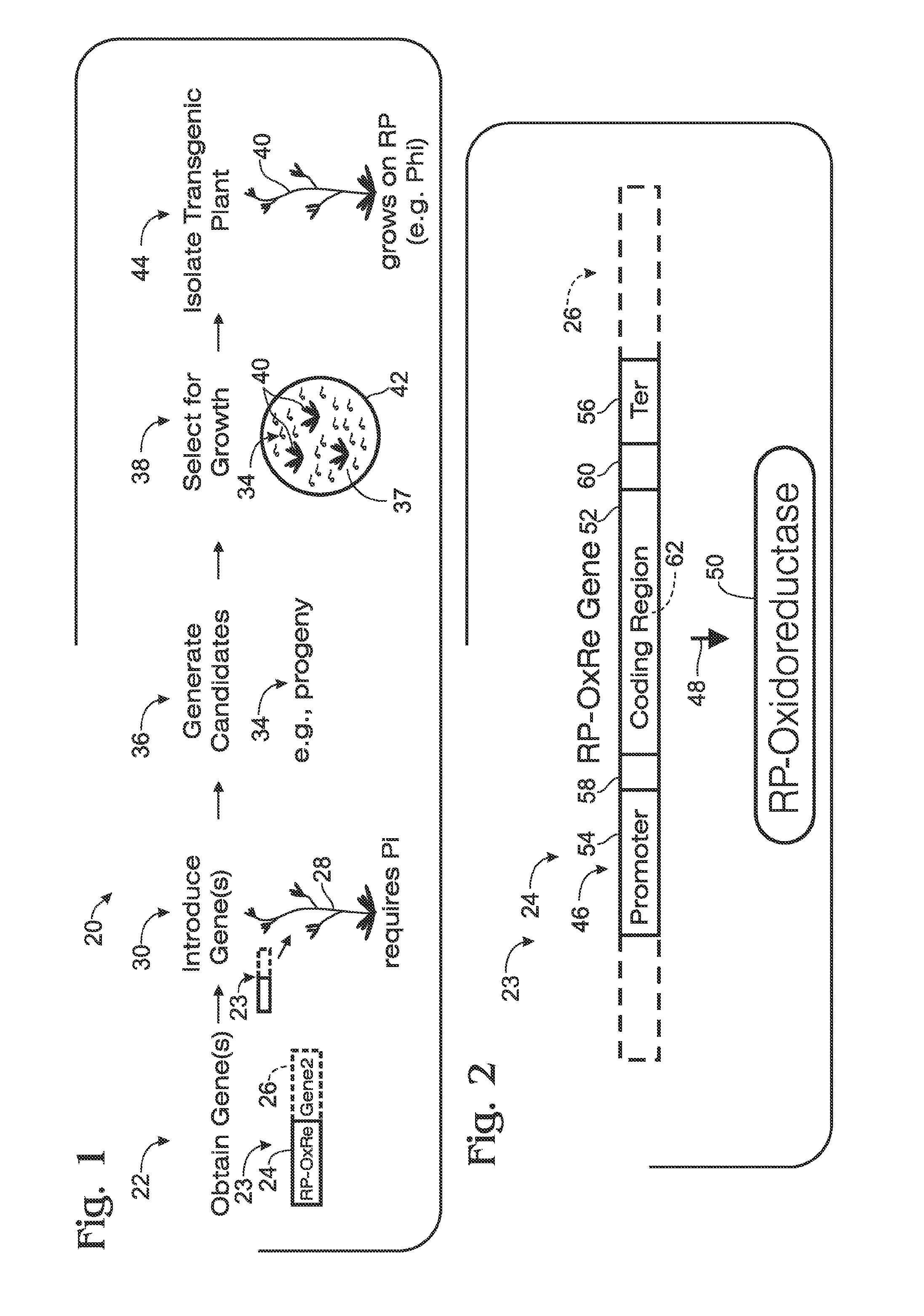 Transgenic plants and fungi capable of metabolizing phosphite as a source of phosphorus